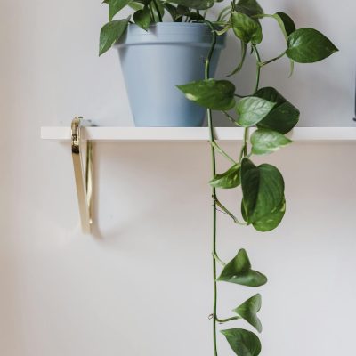 Potted green plant on white shelf