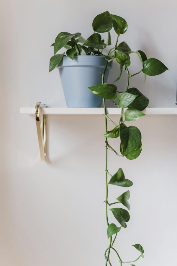 Potted green plant on white shelf